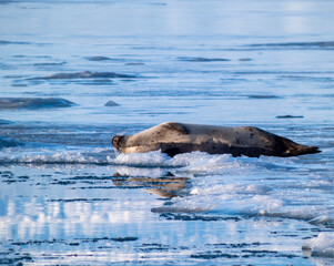 Seal sleeping on ice lagoon