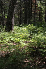 Wild ferns growing in the summer green forest.