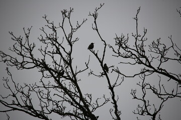 Two Starlings sitting on a tree branch