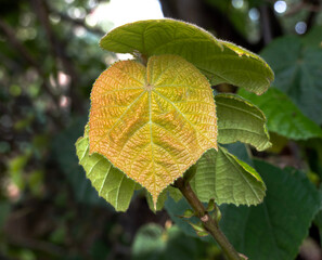 close up of leaf