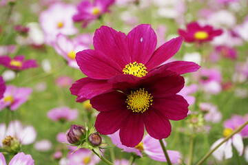 Obraz premium 공원에 핀 꽃과 나무 입니다