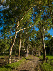  Farm Road through Mountain Landscape, Chiriqui, Panama - stock photo