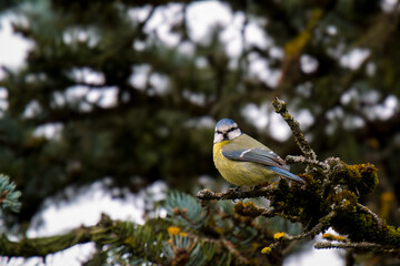 blue tit, cyanistes caeruleus, perched on a twig at a spring morning © Chamois huntress