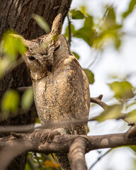 A Sccop Owl resting on a tree