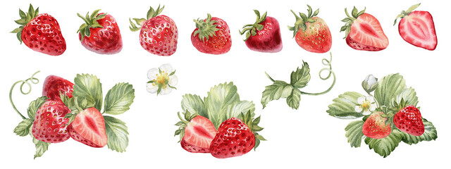 Strawberry isolated clipart. Strawberries plant with leaves and flowers watercolor illustration. Whole and half of red berries on transparent background