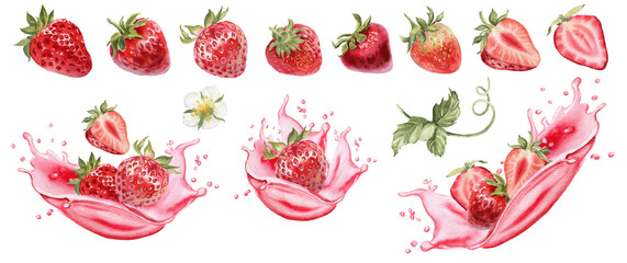Strawberry isolated clipart. Strawberries plant with splash of juice watercolor illustration. Whole and half of red berries on transparent background