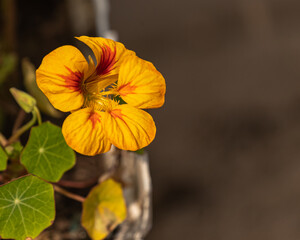 Tropaeolum majus flower in ful bloom