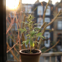 Cannabis Pflanzen zuhause selbst Anbauen