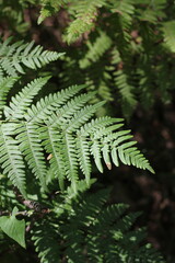 Wild ferns growing in the summer green forest.