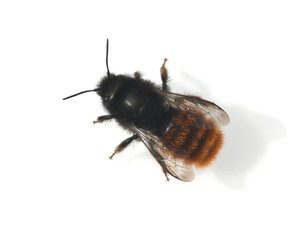 horned mason bee, Osmia cornuta