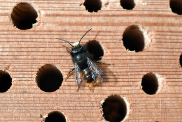 horned mason bee, Osmia cornuta