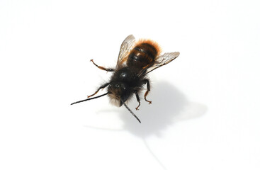 horned mason bee, Osmia cornuta