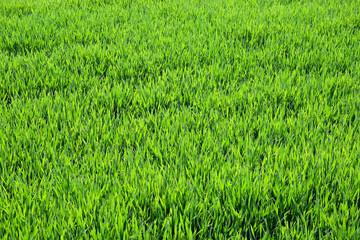 Green young grass filled frame. World environment day. Spring pattern.