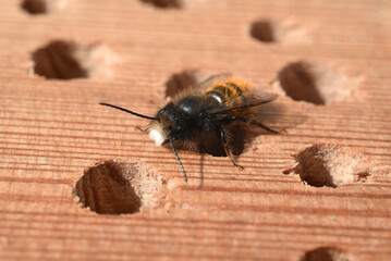 horned mason bee, Osmia cornuta