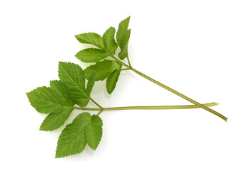 Aegopodium podagraria