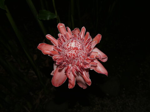 Etlingera elatior pink flower, tropical flower also called red ginger lily, originate from asia
