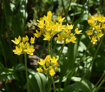 Golden garlic, Allium, moly