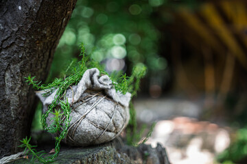Plant in a sack growing in nature outdoors. It's on an old tree trunk.