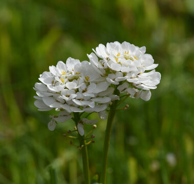 Bitter candytuft, Iberis amara