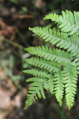 Wild ferns growing in the summer green forest.