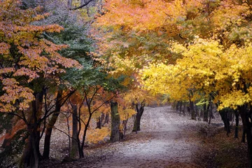Zelfklevend Fotobehang 가을 풍경 공원입니다 © K_UriNara