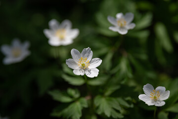 Anemone nemorosa, wood anemone, windflower. Blur effect with shallow depth of field - 766300344