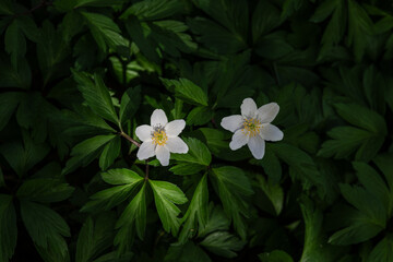 Anemone nemorosa, wood anemone, windflower. Blur effect with shallow depth of field - 766301376