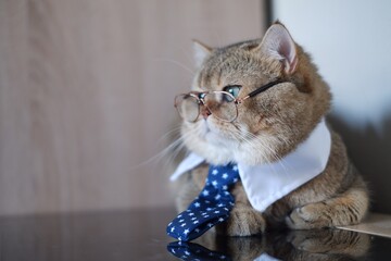 Cat wearing tie presses and glasses , Smart cat, business entrepreneur, Fluffy boss in the office,...