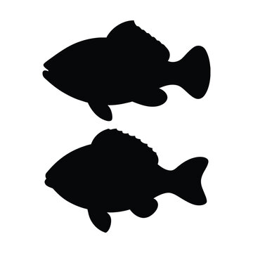 silhouette of tripletail fish on white