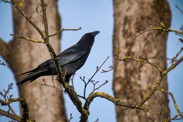 Obraz premium a raven bird, corvus corax, perched on a maple tree at a sunny spring day