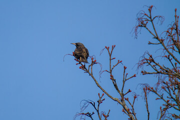 a starling perched on a maple tree at a sunny spring day with blue clear sky