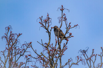 a starling perched on a maple tree at a sunny spring day with blue clear sky