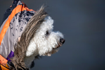 Close-up portrait of a White Curly Bison standing on a river bank. Bison wears an orange hooded suit. Blurred background.