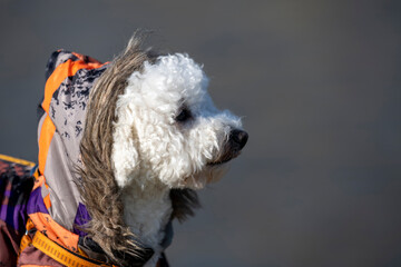 Close-up portrait of a White Curly Bison standing on a river bank. Bison wears an orange hooded...