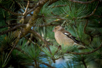 a chaffinch female, fringilla coelebs, perched on a swiss stone pine
