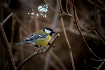 great tit, parus major,  is perching on a twig at a spring morning