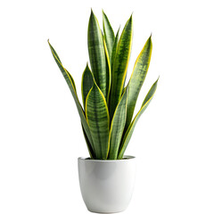 A snake plant on white vase on white background