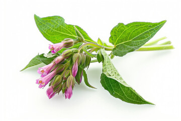 Healthy Comfrey flower on a white background