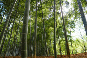 Naklejka premium Arashiyama bamboo forest in Kyoto, Japan.