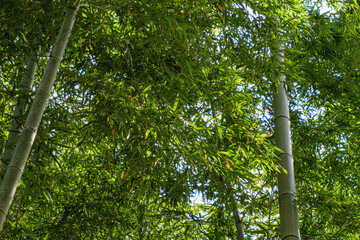 Fototapeta premium Arashiyama bamboo forest in Kyoto, Japan.