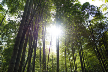 Fototapeta na wymiar Tranquil Bamboo Forest with Sunlight Filtering Through