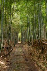 Path to bamboo forest, Arashiyama, Kyoto, Japan