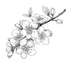 A simple yet elegant drawing of a cherry tree branch. Perfect for nature-inspired designs or botanical illustrations