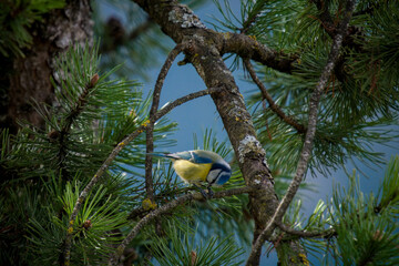 blue tit, cyanistes caeruleus, perched on a twig at a spring morning © Chamois huntress