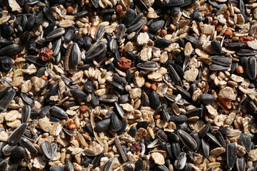 Close up of mixture of bird seeds, including oilseeds like unpeeled sunflower seeds and Oats