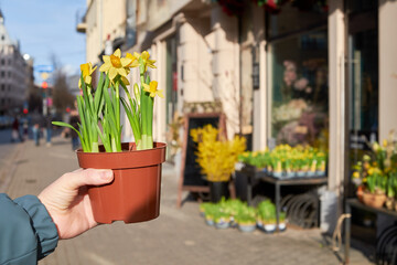 Woman holding pot with daffodils narcissus flowers in front of flower shop on a spring day.