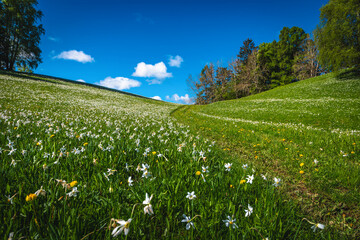Hiking path on the flowery slope - 766312303
