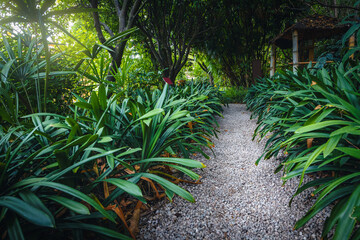 Gravel pathway with plants in the botanical garden, Menton, France - 766312319