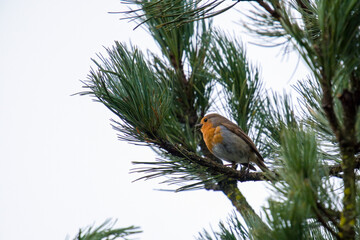 a european robin, erthacus rubecula, perched on a branch from a pine at early morning © Chamois huntress
