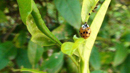 inseto besouro - joaninha - Coccinellidae